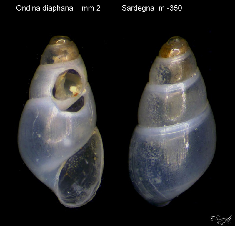 Ondina diaphana da confermare